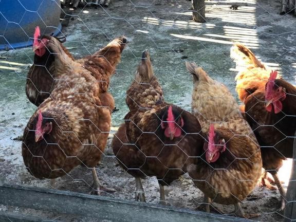 Pousada Cores e Flores da Serra